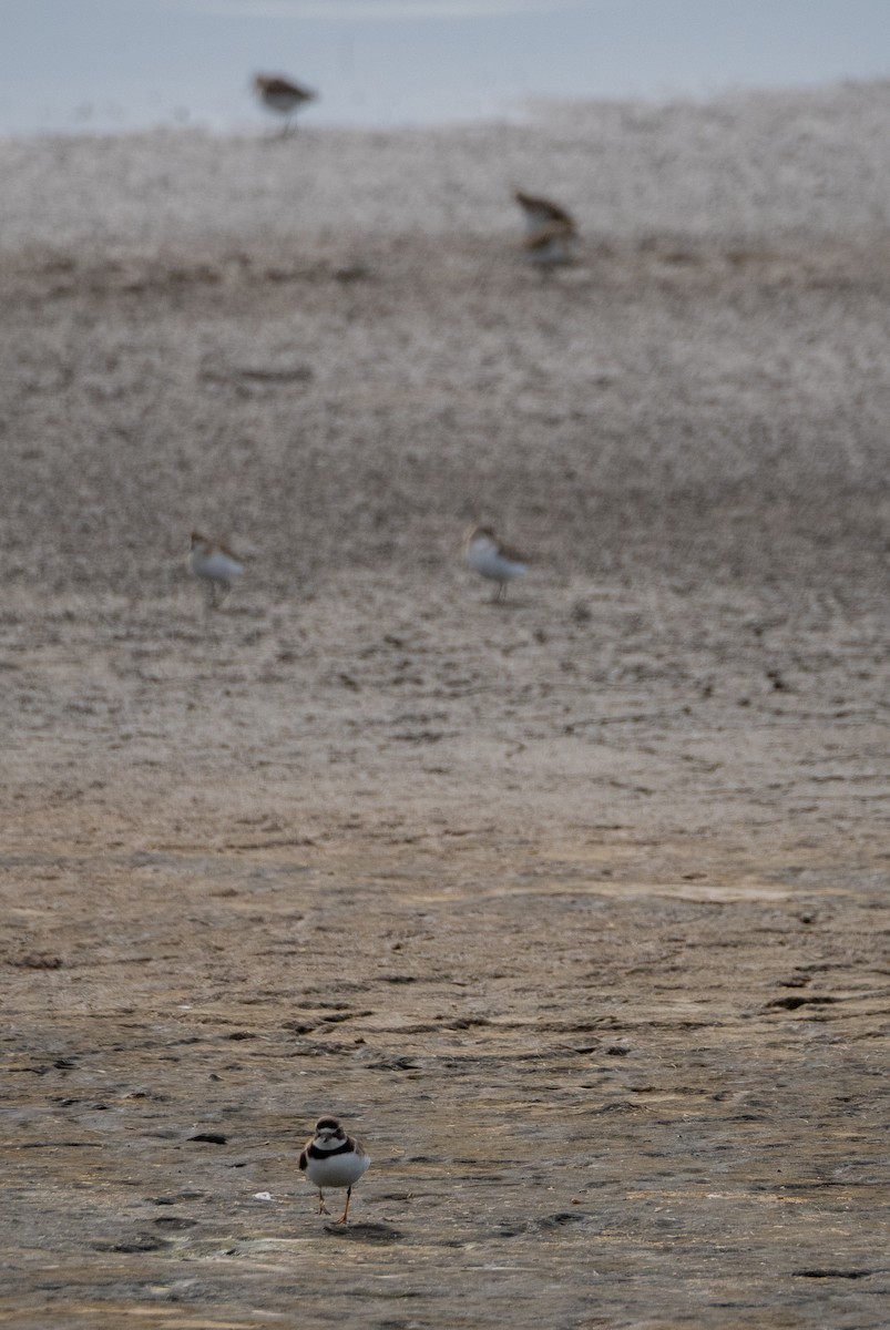 Semipalmated Plover - Simon Rothman