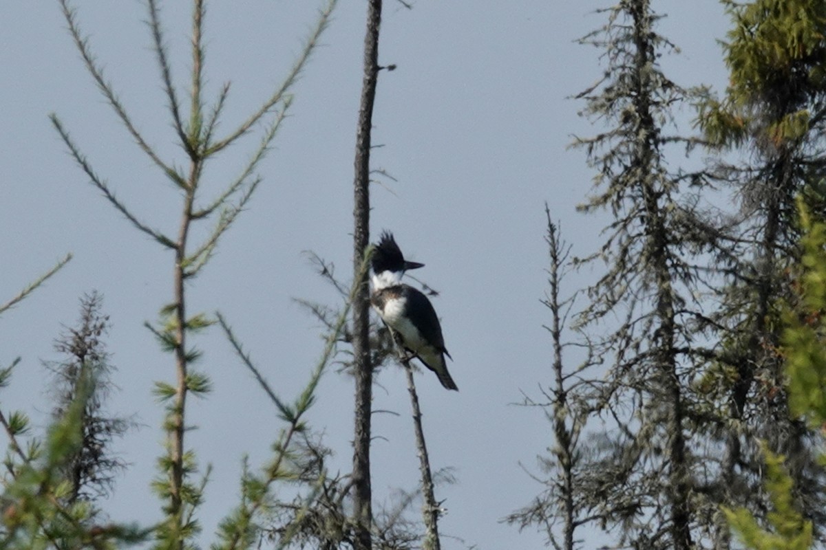 Belted Kingfisher - ML623675247