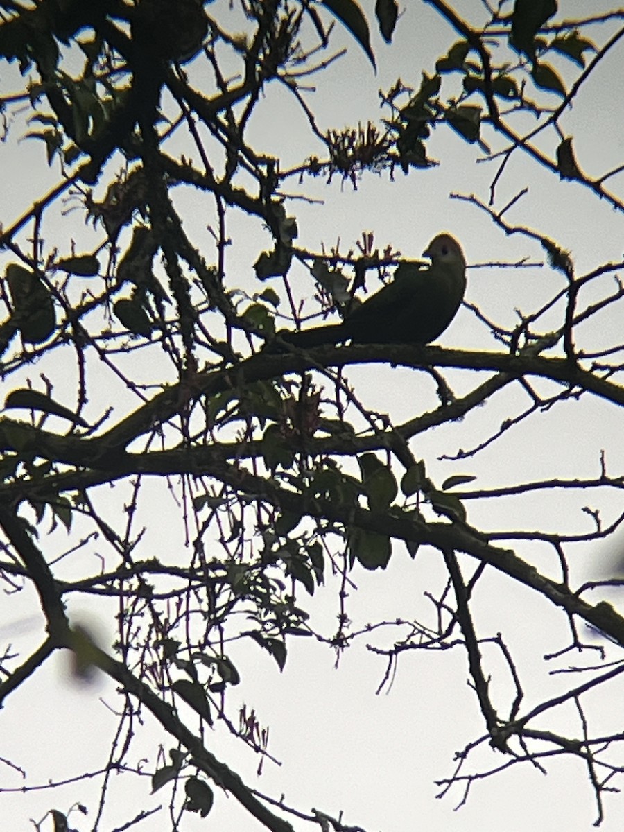 Red-crested Turaco - ML623675279