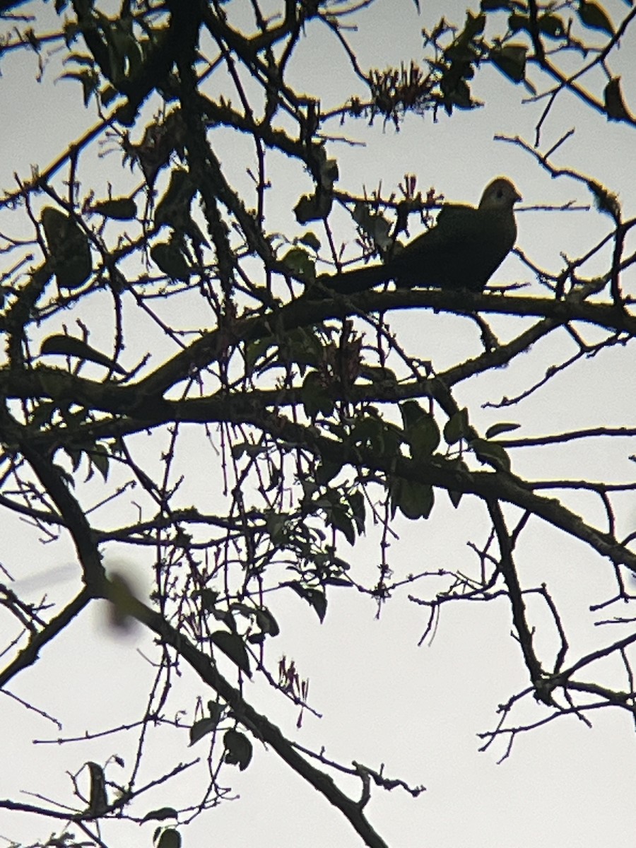 Red-crested Turaco - ML623675280