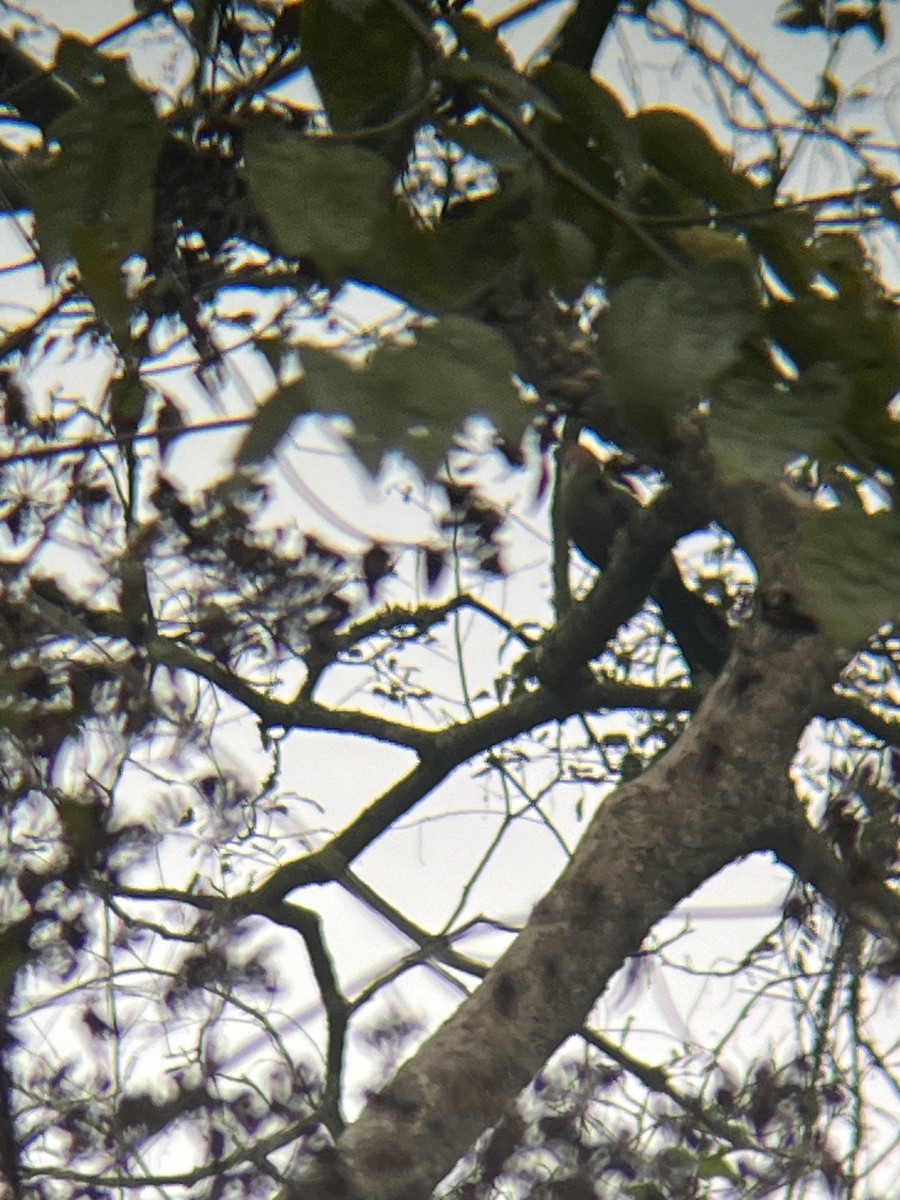 Red-crested Turaco - ML623675284