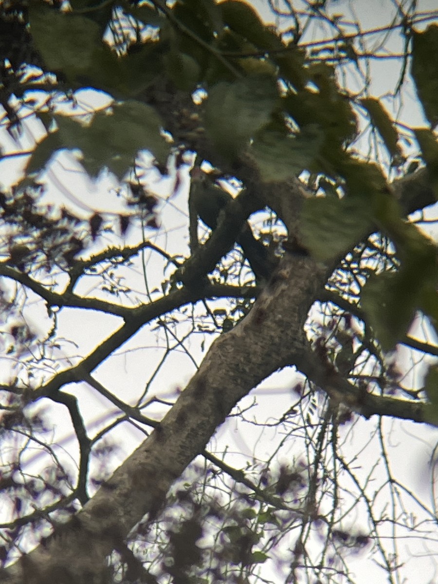 Red-crested Turaco - ML623675285
