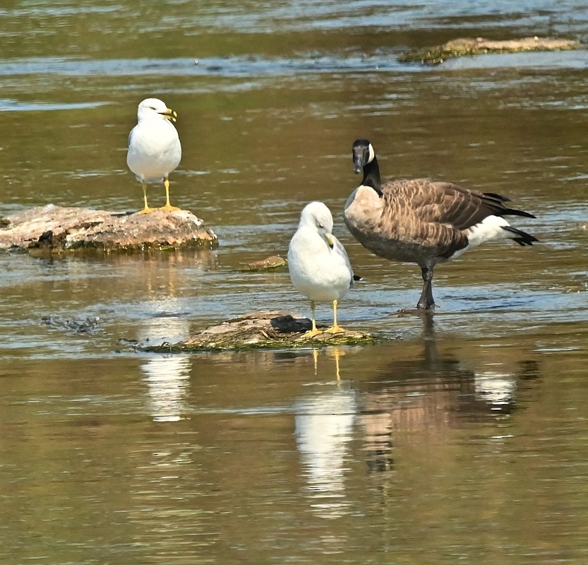 Ring-billed Gull - ML623675296