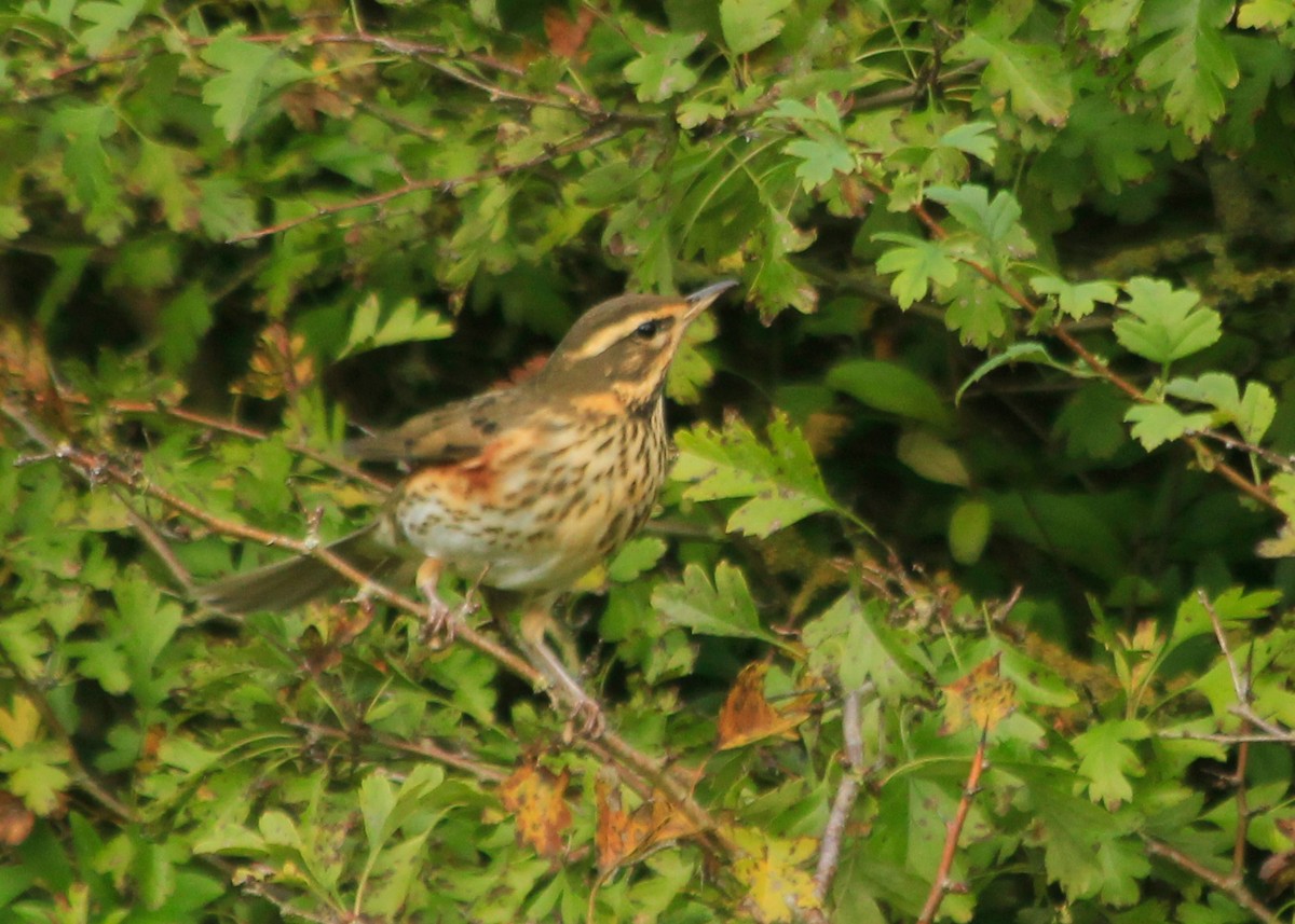 Redwing (Eurasian) - ML623675306