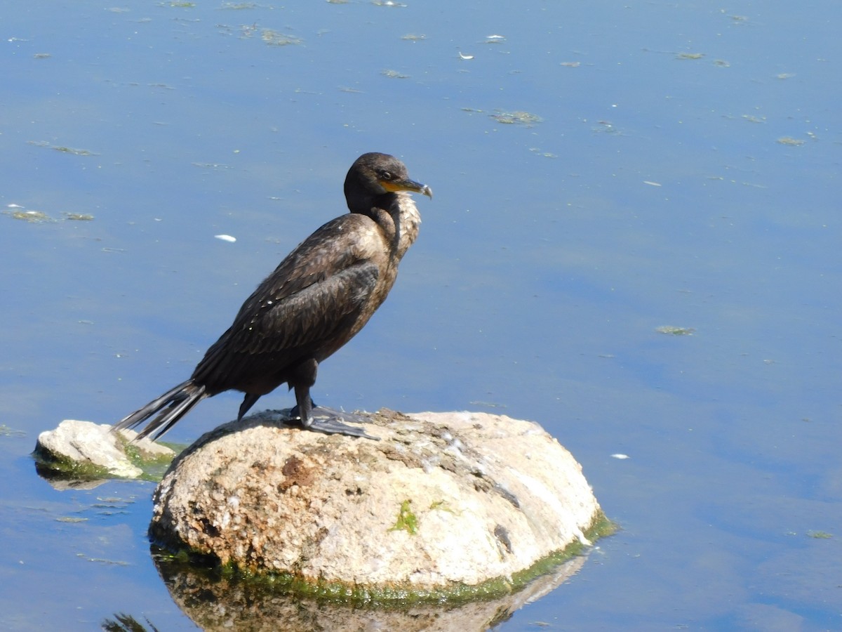 Double-crested Cormorant - ML623675330