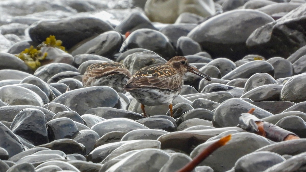 Meerstrandläufer - ML623675332