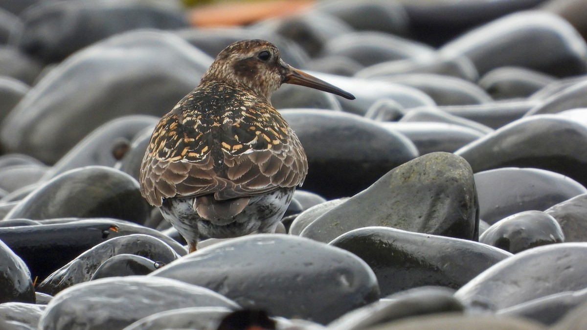 Meerstrandläufer - ML623675333