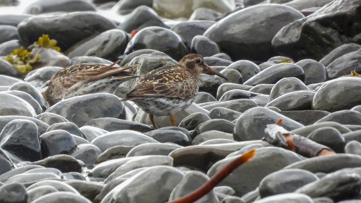 Meerstrandläufer - ML623675334