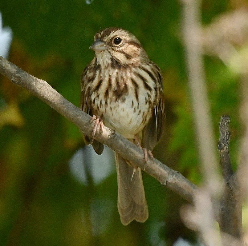 Song Sparrow - ML623675335