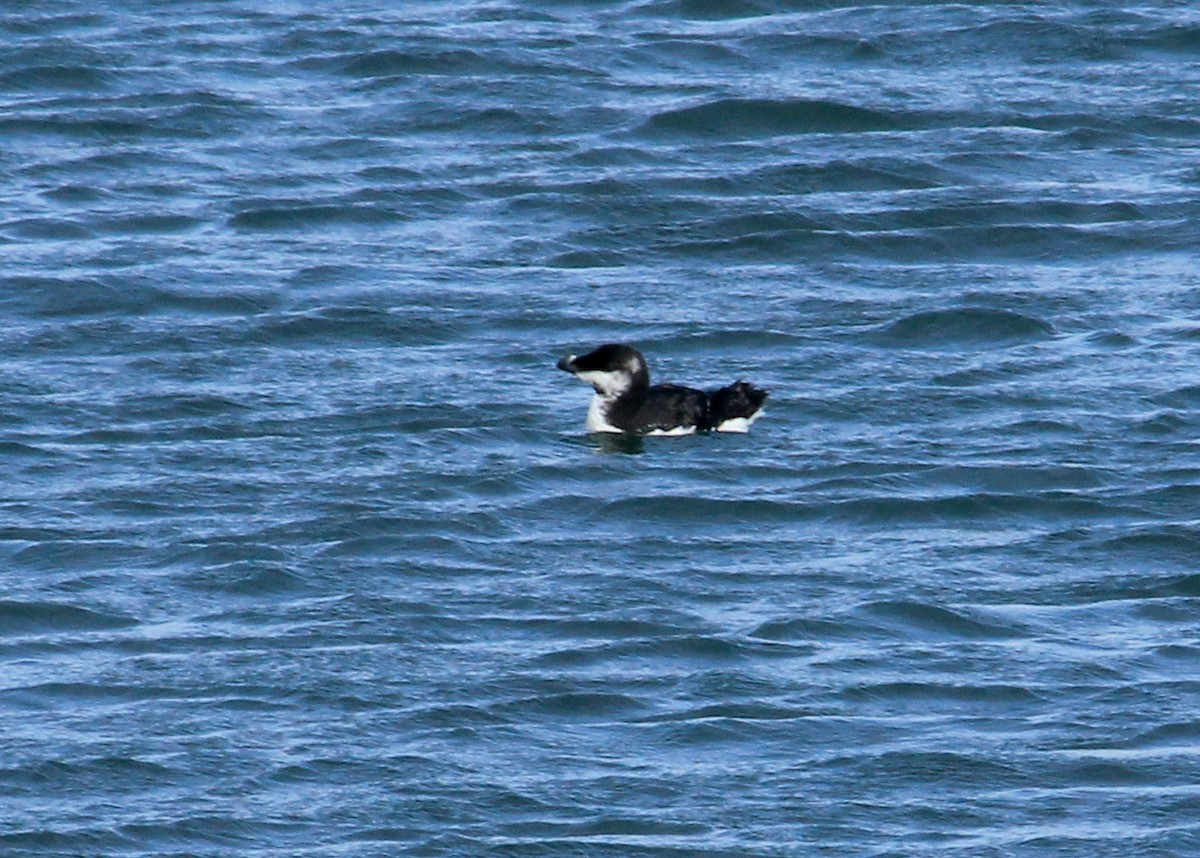 Razorbill - ML623675348