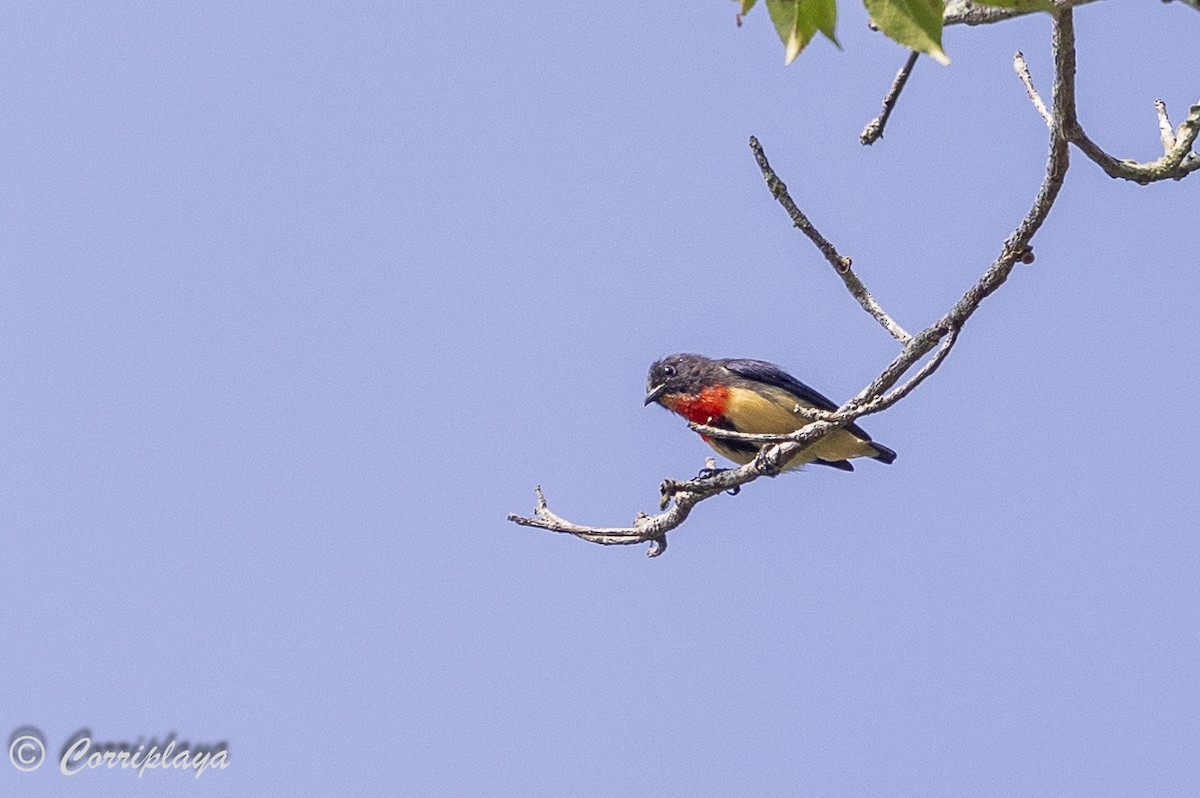 Blood-breasted Flowerpecker - ML623675372