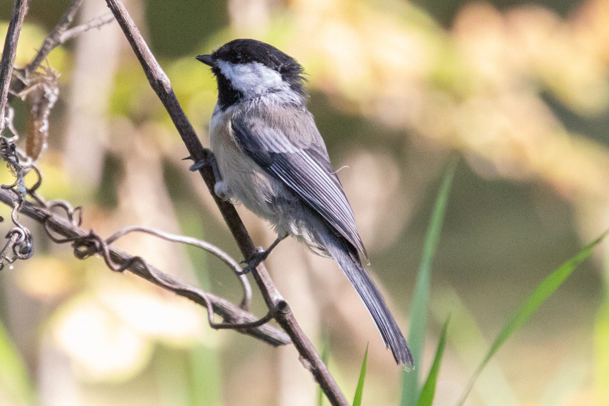 Mésange à tête noire - ML623675375