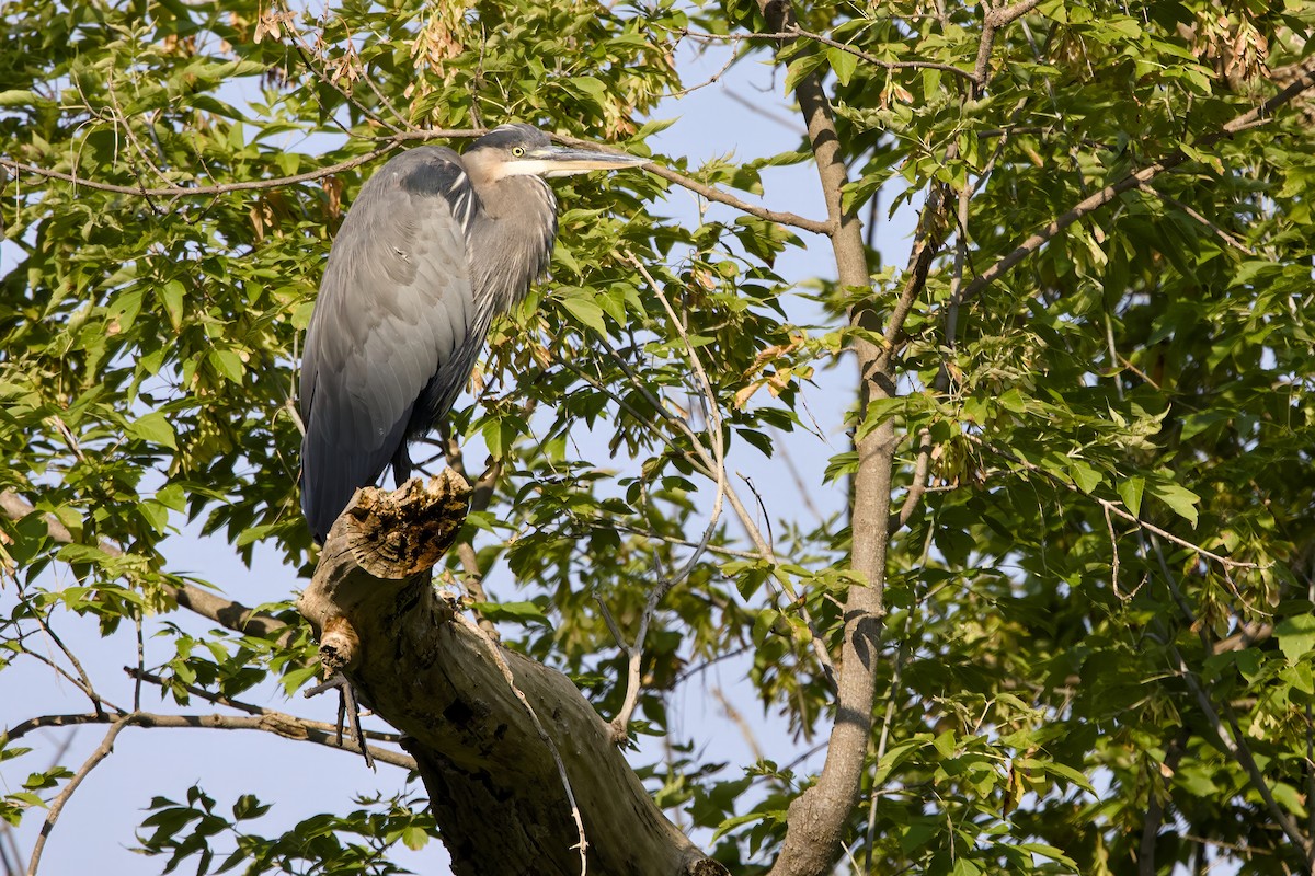 Great Blue Heron - ML623675383