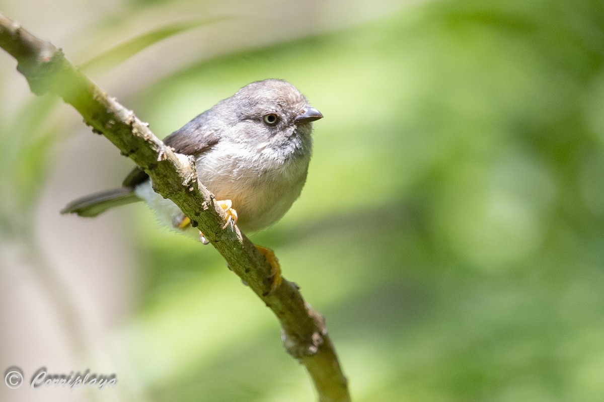 Pygmy Tit - ML623675392