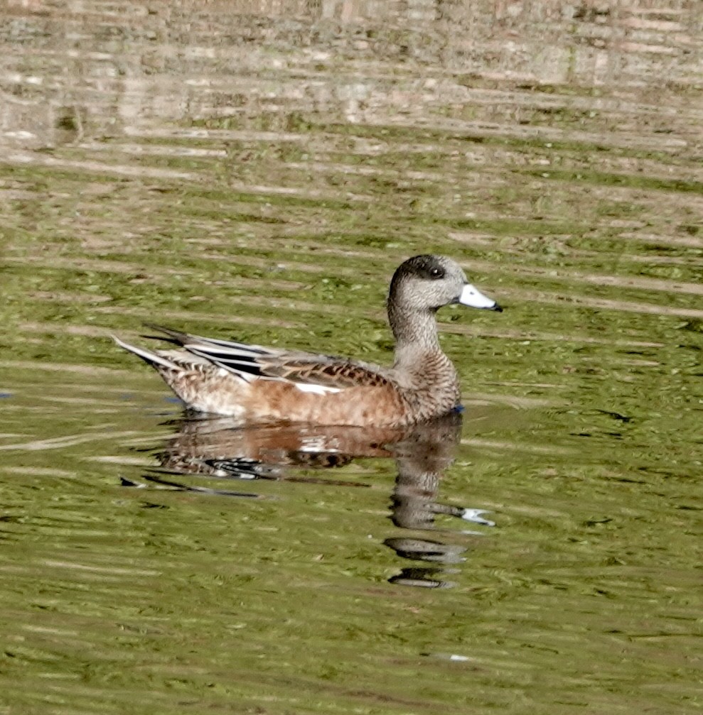 葡萄胸鴨 - ML623675398