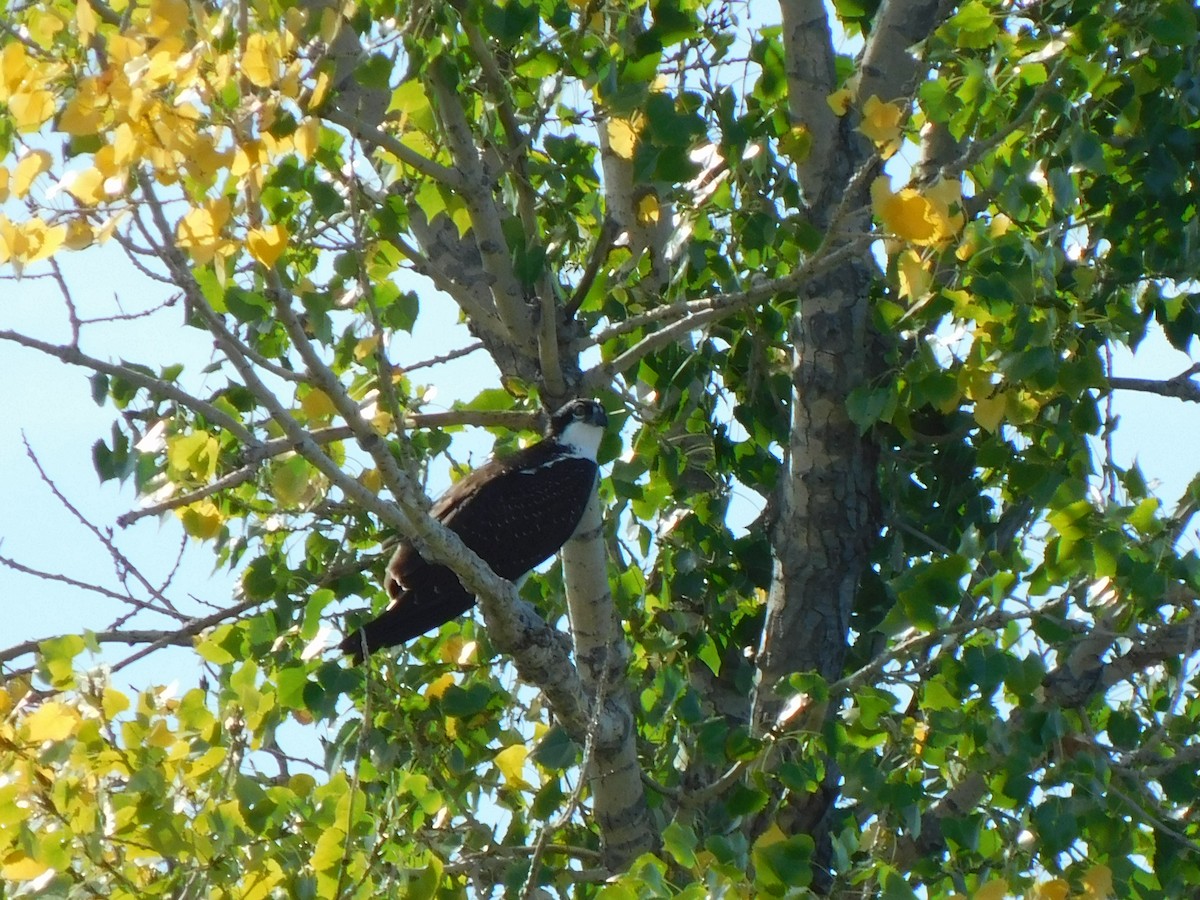 Águila Pescadora - ML623675422