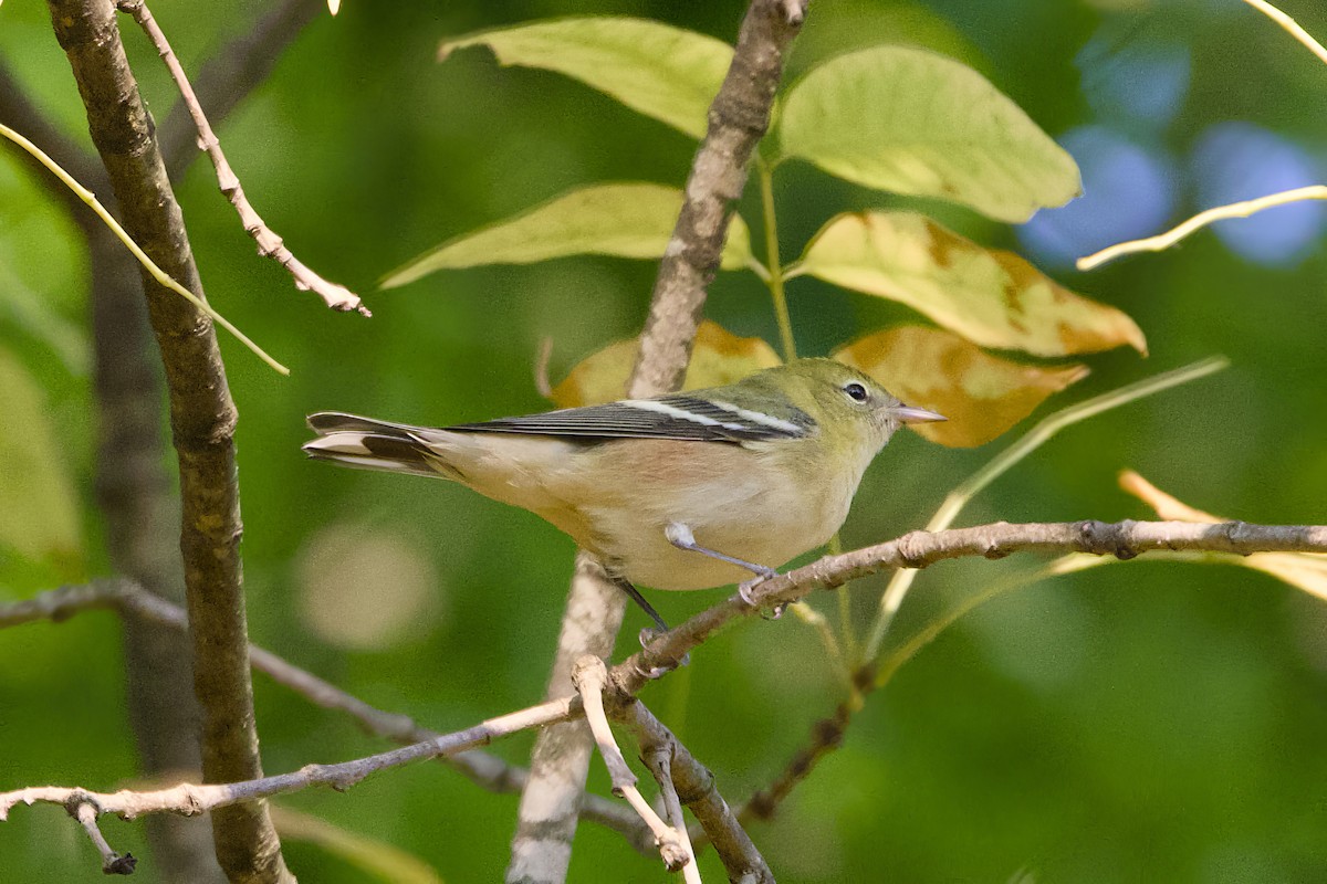 Bay-breasted Warbler - ML623675443