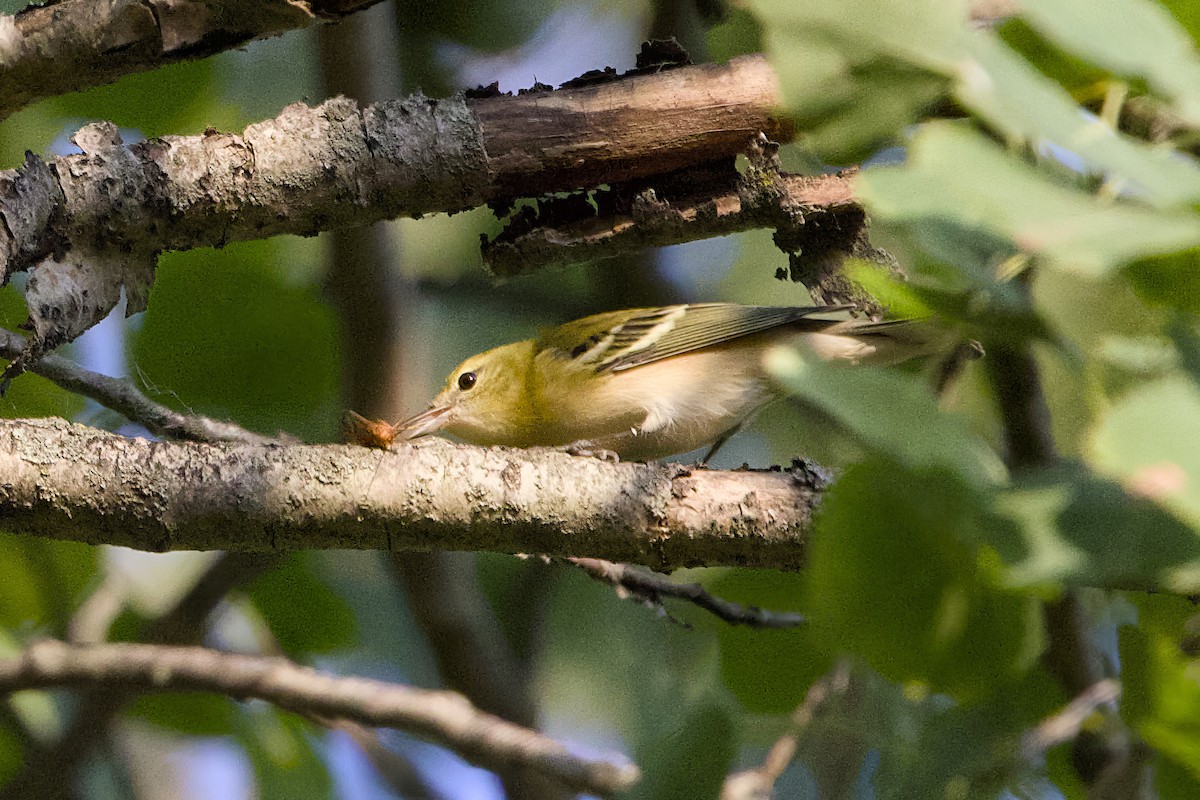 Bay-breasted Warbler - ML623675444