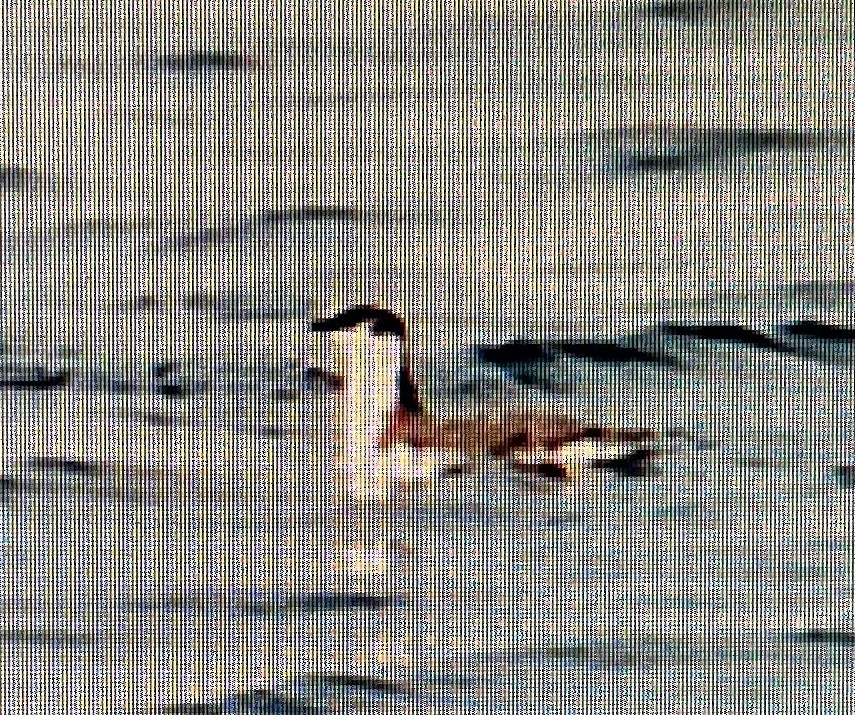 Guadalupe Murrelet - ML623675488