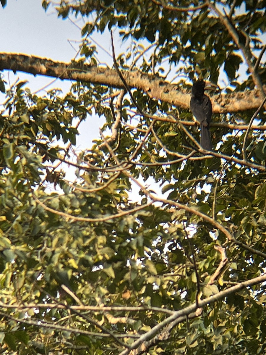 Congo Pied Hornbill - ML623675510