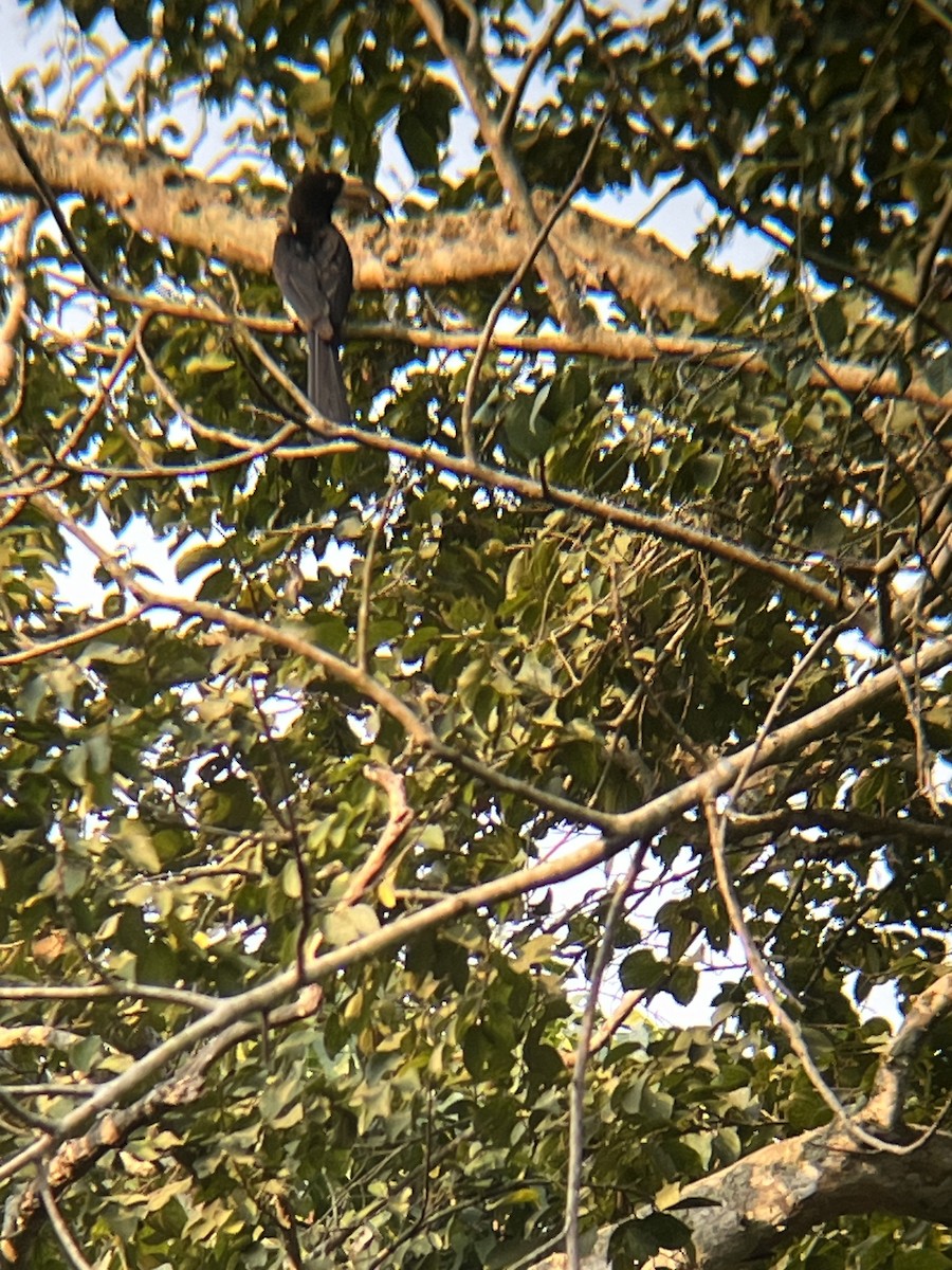 Congo Pied Hornbill - ML623675511