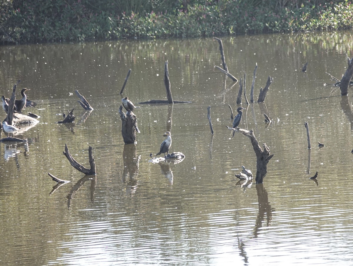 Neotropic Cormorant - Scott Terrill