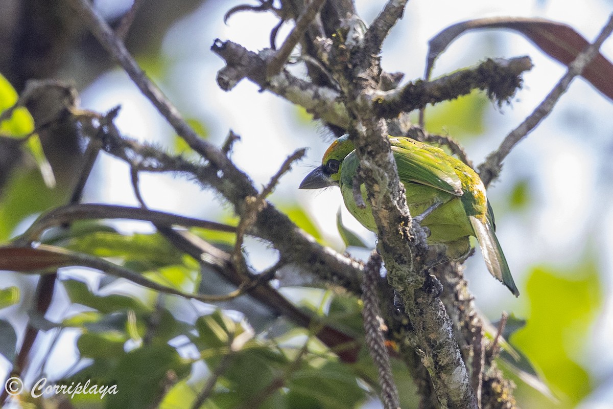 Flame-fronted Barbet - ML623675516