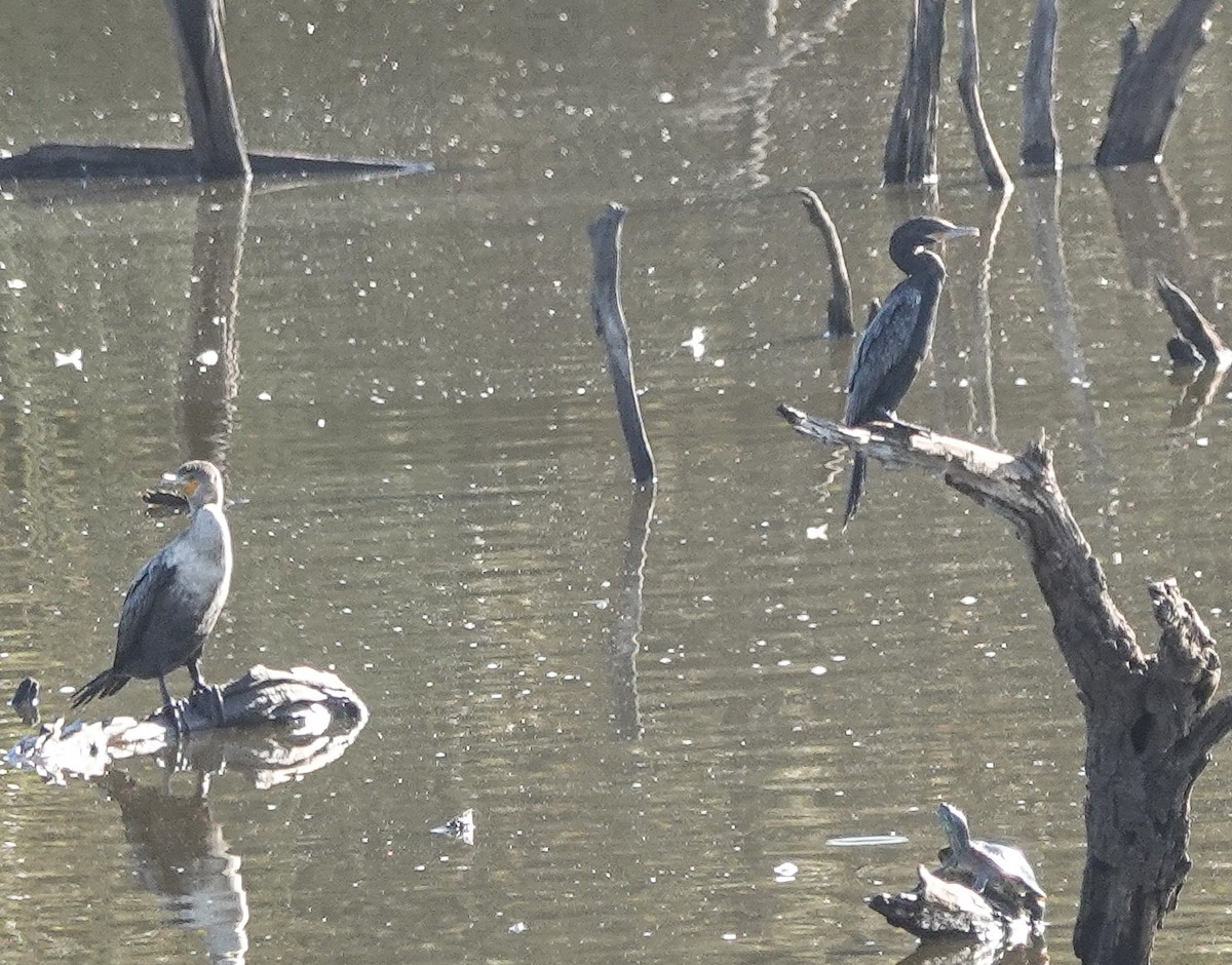 Neotropic Cormorant - ML623675519