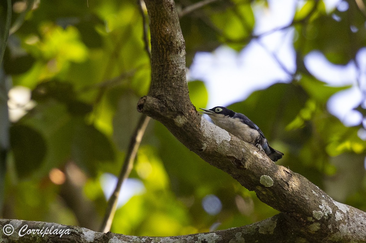 Blue Nuthatch - ML623675524