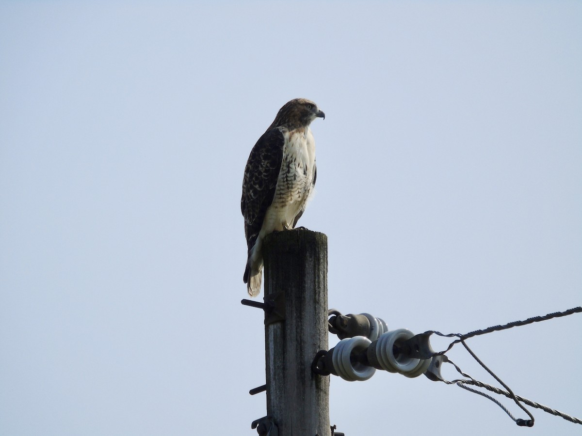 Red-tailed Hawk - ML623675528