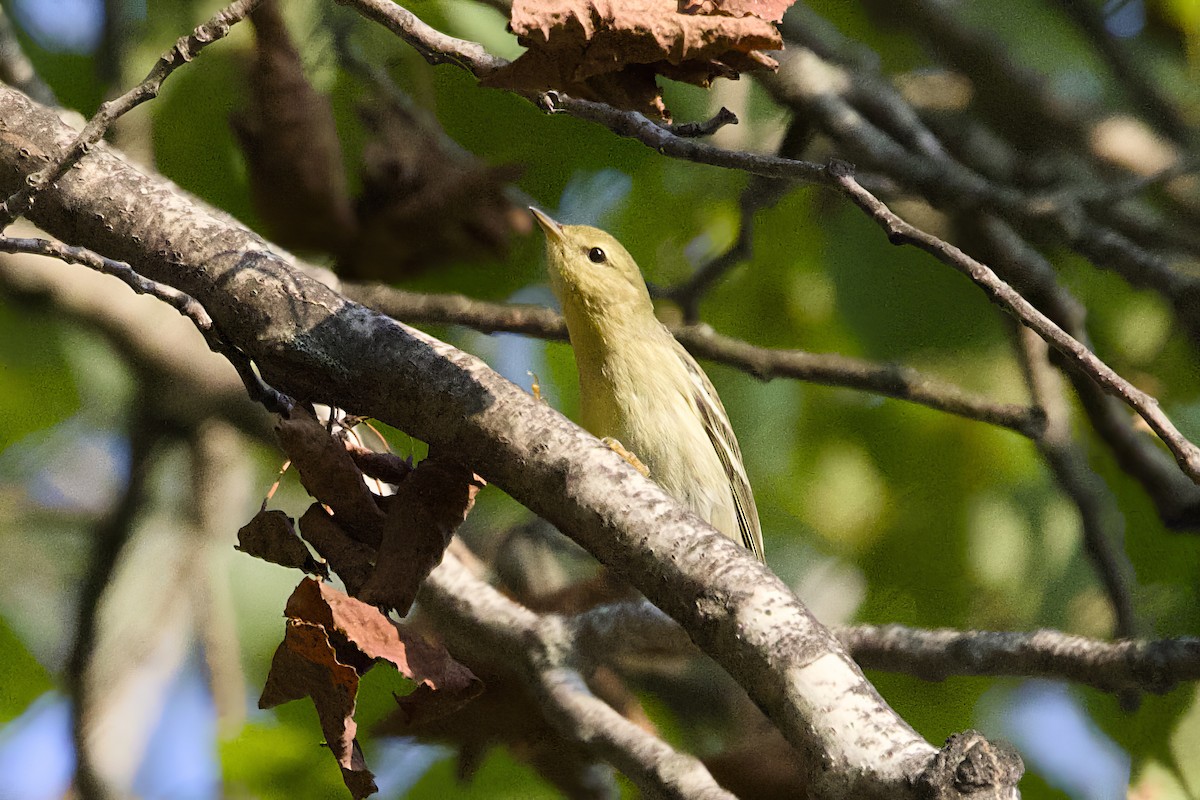 Blackpoll Warbler - ML623675531