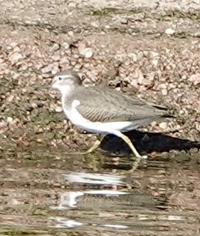 Spotted Sandpiper - ML623675541