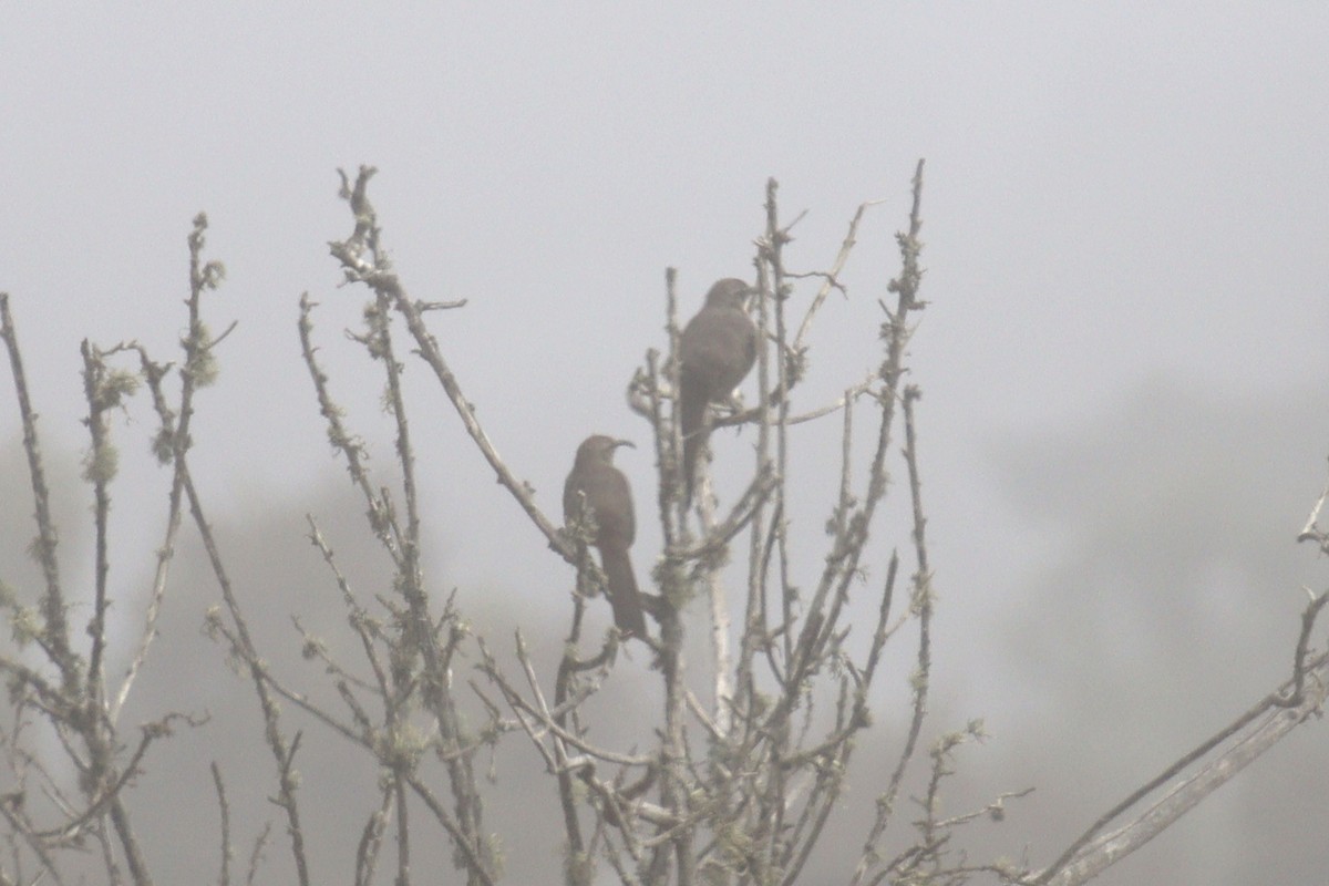 California Thrasher - ML623675616