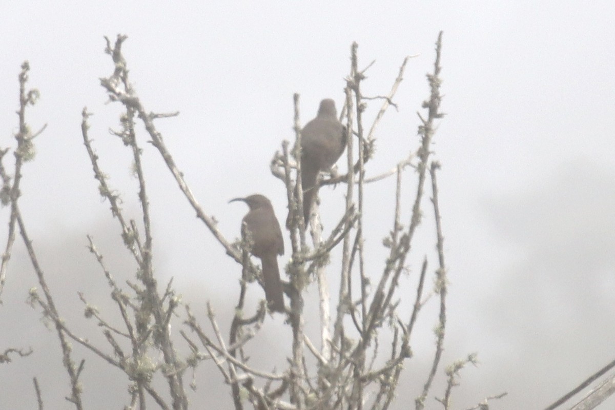 California Thrasher - ML623675617
