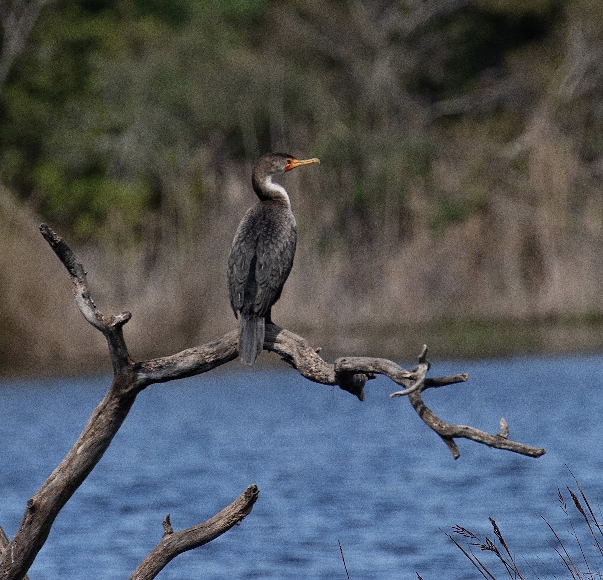 Cormorán Orejudo - ML623675626