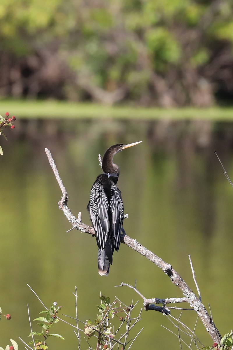 Amerika-Schlangenhalsvogel - ML623675629