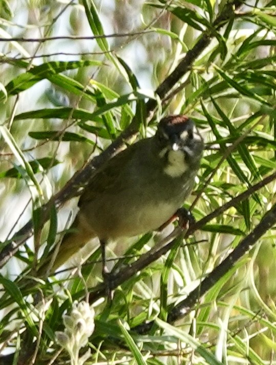 Green-tailed Towhee - ML623675630