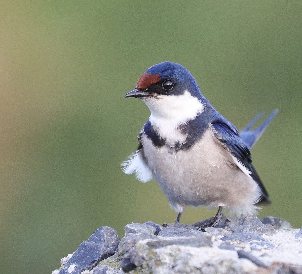 White-throated Swallow - ML623675633