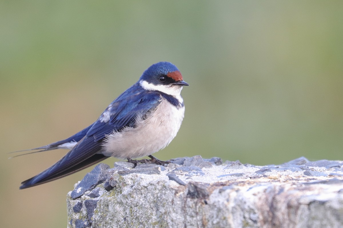 White-throated Swallow - ML623675634