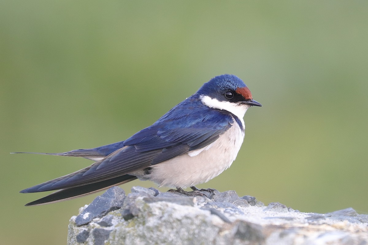 White-throated Swallow - ML623675636