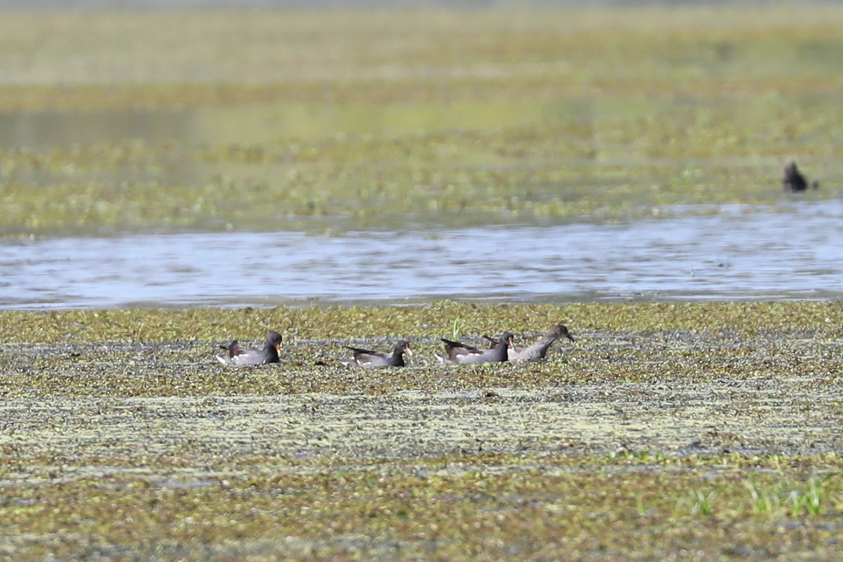 Gallinule d'Amérique - ML623675637