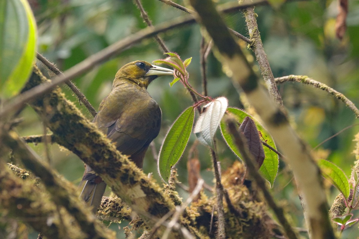 Dusky-green Oropendola - ML623675638