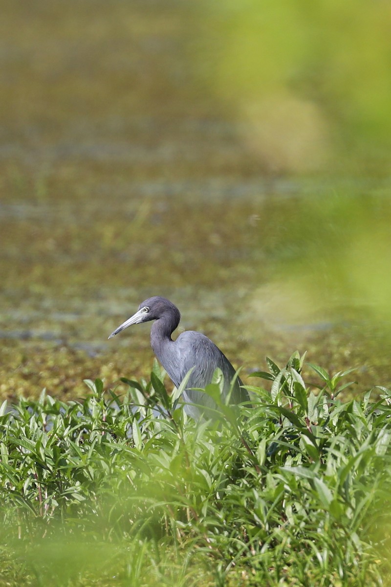 Blaureiher - ML623675643