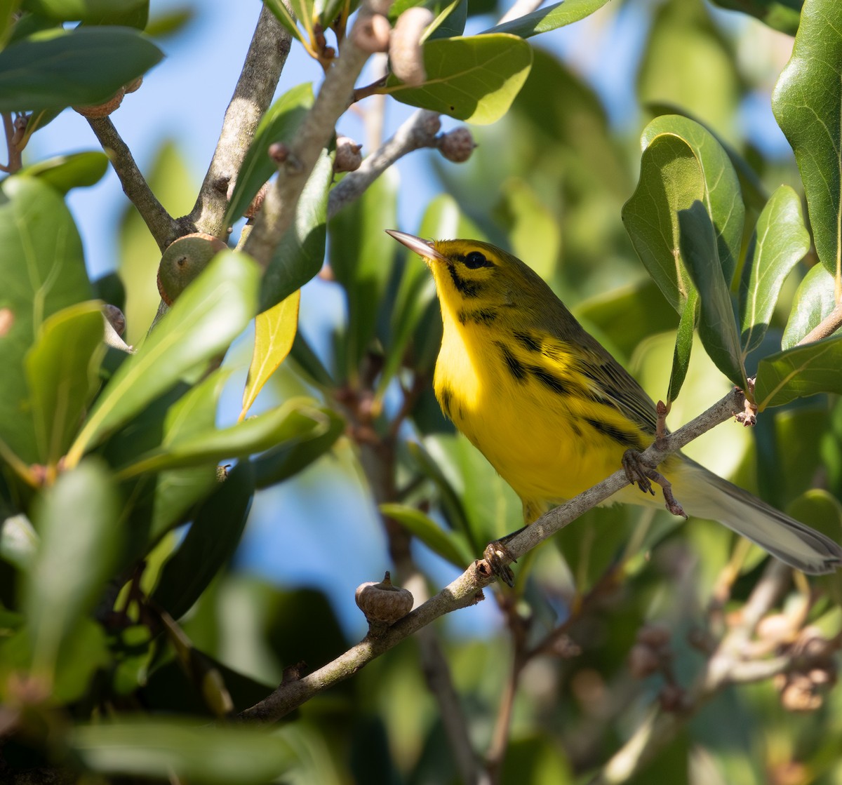 Prairie Warbler - ML623675648