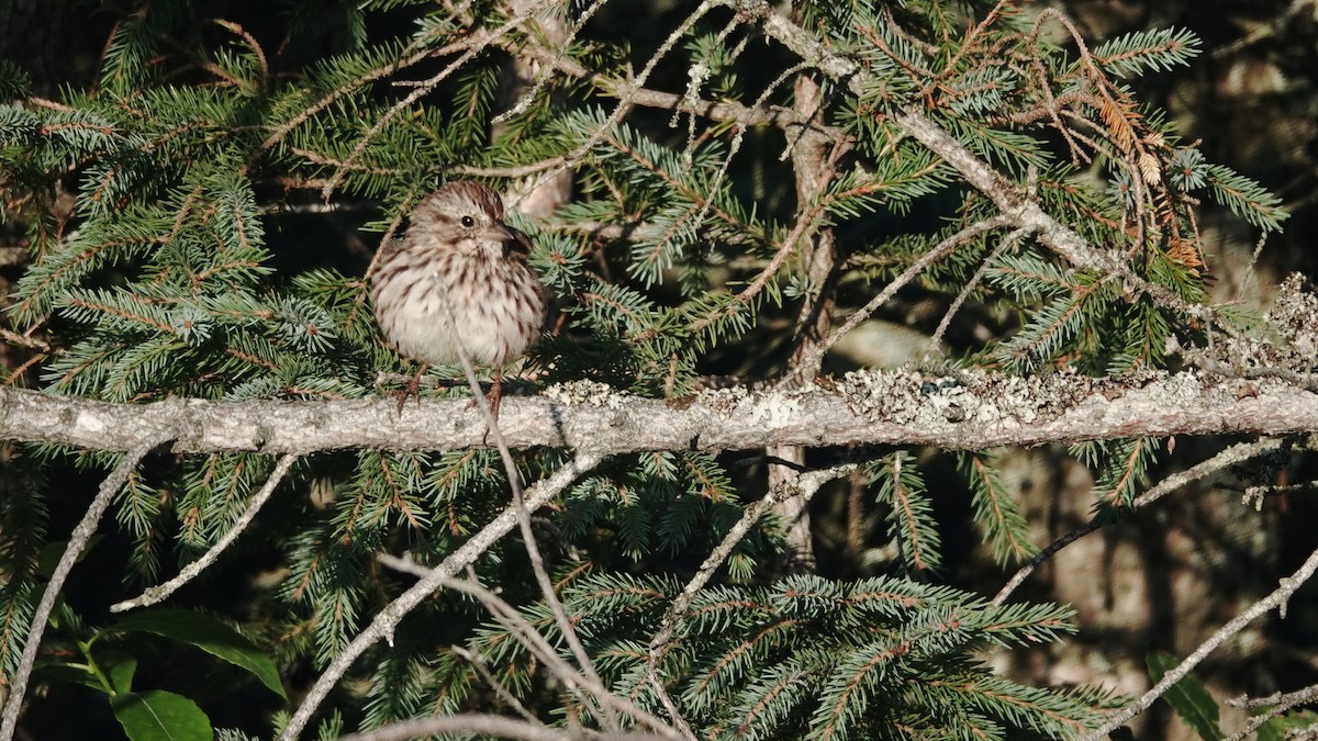 Song Sparrow - ML623675668