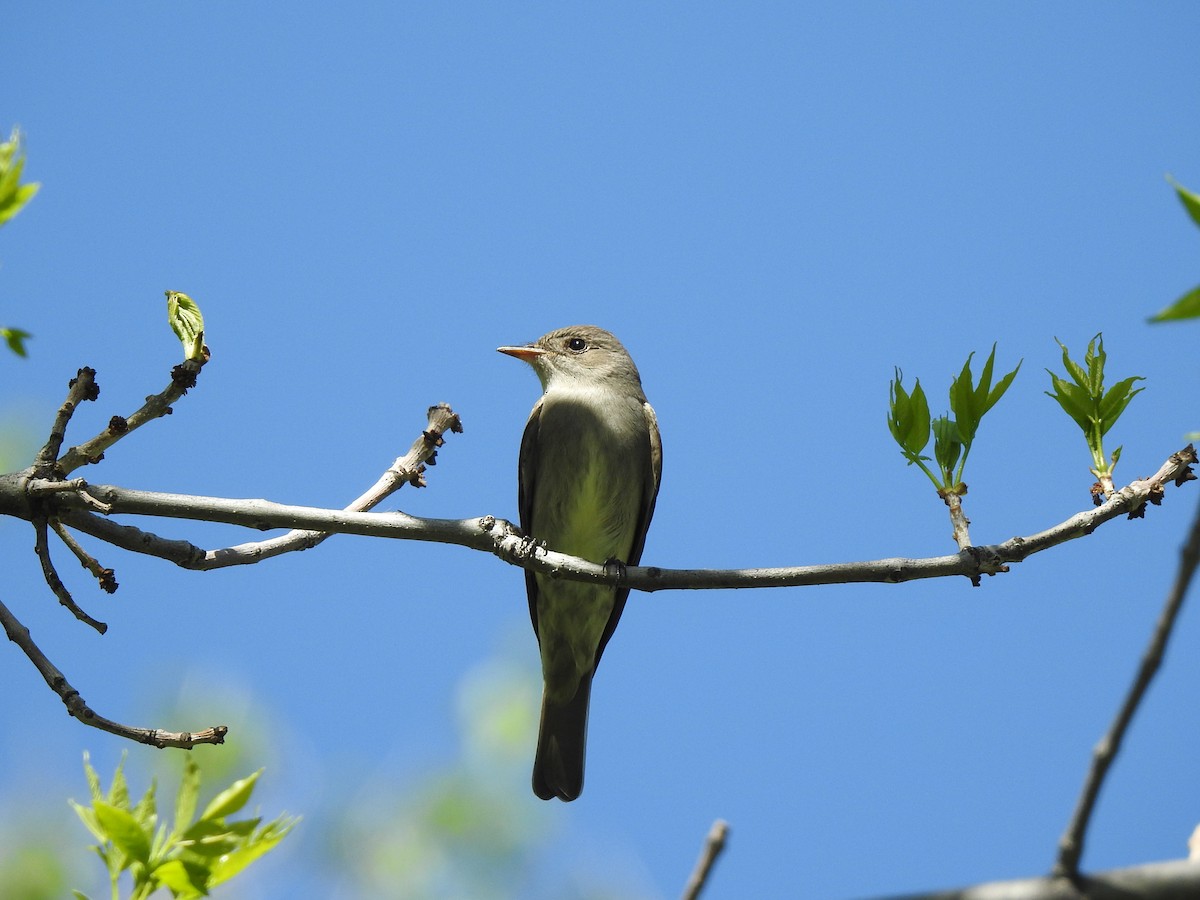 Western Wood-Pewee - ML623675683