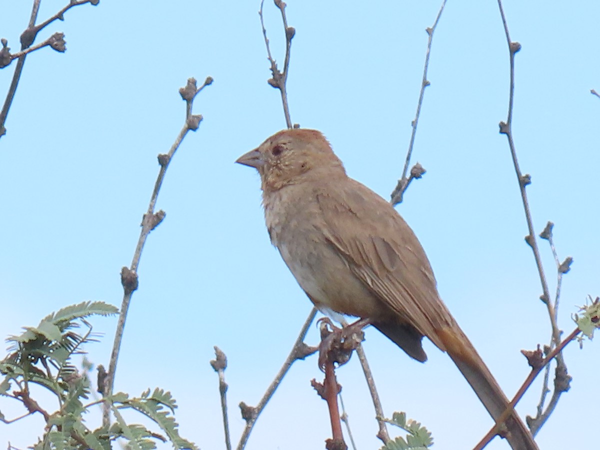 Canyon Towhee - ML623675685