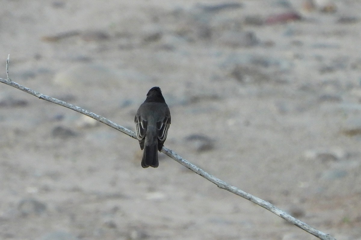 Black Phoebe - ML623675695