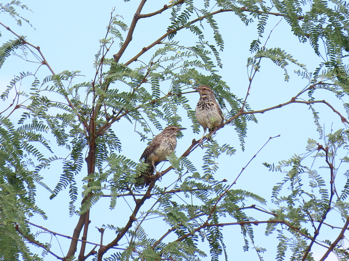 Cactus Wren - ML623675698