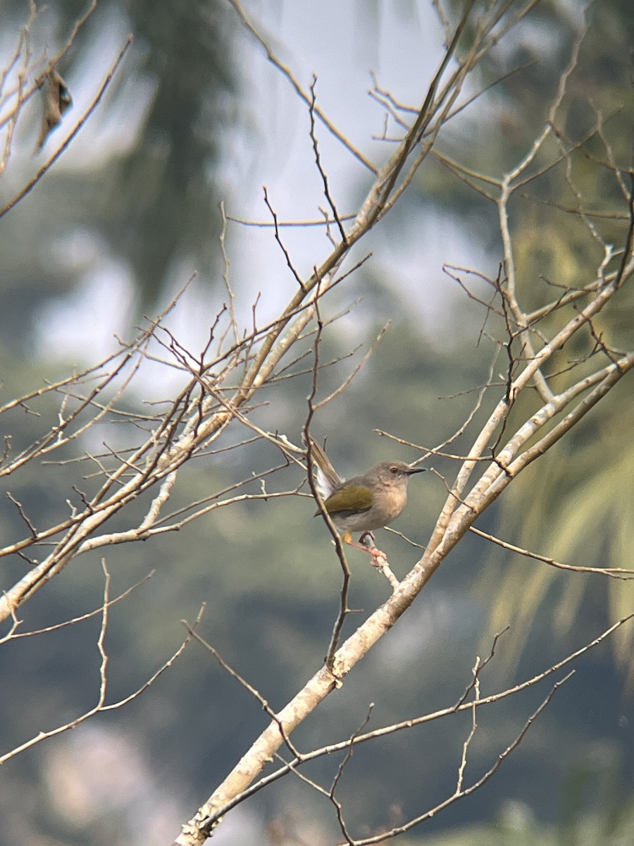 Hartert's Camaroptera - ML623675707